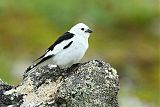 Snow Bunting